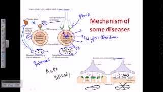 Autoimmunity self immunity [upl. by Valonia826]