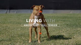 ALL ABOUT LIVING WITH A REAL AMERICAN PIT BULL TERRIER [upl. by Aleetha]