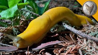 This Giant Slug is BANANAS [upl. by Anila]