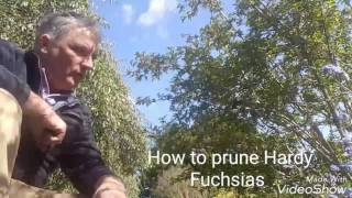 How to prune Hardy Fuchsias [upl. by Ynnavoj]