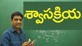 Respiration full lesson  శ్వాసక్రియ  Class 10 Biology  Telugu medium [upl. by Enawyd]