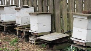 Beekeeping Basics Equipment For Beginners [upl. by Atirac]