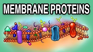 MEMBRANE PROTEINS  Types and Functions [upl. by Ellenod]