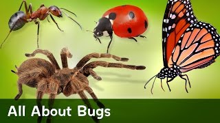 All About Bugs [upl. by Gris53]