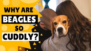 Why do Beagles Love to Cuddle us [upl. by Adigun]