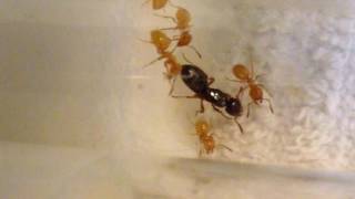 9 Parasitic Queen Ants Lasius claviger 1 Month After Capture [upl. by Nagad944]