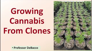 Growing Cannabis From Clones [upl. by Dnalyk664]