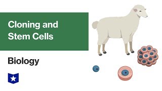 Cloning and Stem Cells  Biology [upl. by Leavelle]