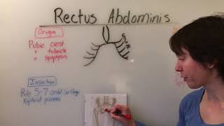 Rectus Abdominis Muscle Anatomy [upl. by Ahseel]