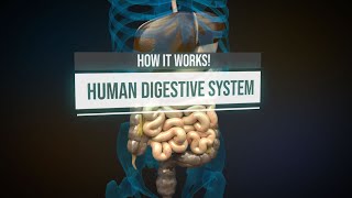 Human digestive system  How it works Animation [upl. by Machos937]