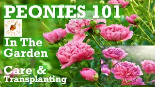 PLANTING PEONIES in the Garden Peonies in the Landscape Acorn Hill Peony Basics [upl. by Namielus]