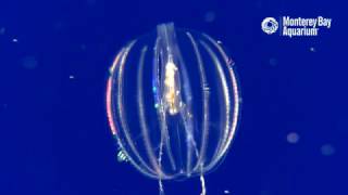 Sea Gooseberry Comb Jellies Feeding [upl. by Belsky389]