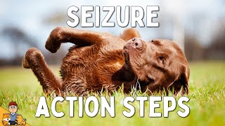 What to Do When Your Dog has a Seizure [upl. by Baumbaugh]