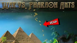 War vs Pharaoh Ants [upl. by Nylaehs]