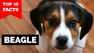 Beagle  Top 10 Facts [upl. by Anoj255]