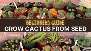 How to Grow Cactus from Seed A beginners guide  cactuscare cactus [upl. by Adnavoj]