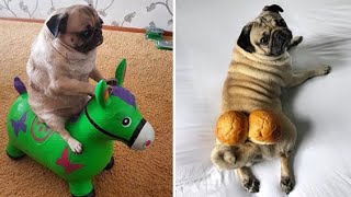 Funniest and Cutest Pug Dog Videos Compilation 2020 1 [upl. by Martella]