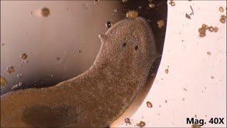 Planaria moving and feeding under the microscope [upl. by Kiran]