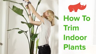 How To Trim Indoor Plants [upl. by Adnilra]