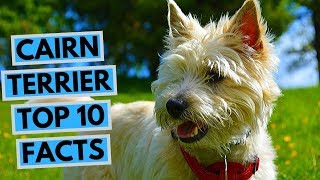 Cairn Terrier  TOP 10 Interesting Facts [upl. by Kort]