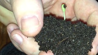 How to Plant and Grow a Pomegranate Tree From Seed [upl. by Kristoforo]