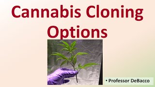 Cannabis Cloning Optional Methods [upl. by Berne]