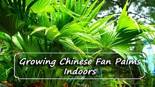 Chinese Fan Palms as Houseplants  In Depth Discussion [upl. by Nyvrem4]