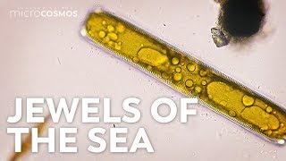 Diatoms Tiny Factories You Can See From Space [upl. by Adiaj950]