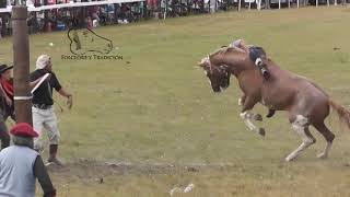 Jineteada el Ceibo Lucas Norte Clinas carlosespindola Horses Riding [upl. by Feetal]