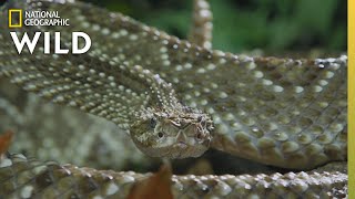 The Cascabel Rattlesnake  Worlds Deadliest Snakes [upl. by Akinat]