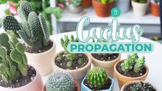 HOW TO PROPAGATE CACTUS EASY amp FAST [upl. by Placeeda]