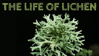 The Life of Lichen [upl. by Llertnauq]