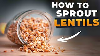 HOW TO SPROUT LENTILS And Why [upl. by Nwahsram]