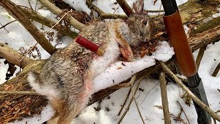 Rabbit Hunting Tips for Beginners [upl. by Dukey429]