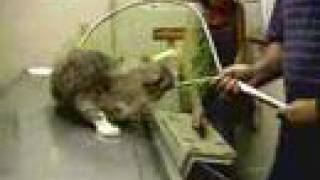 Crazy Cat Attacks the vet [upl. by Rena]