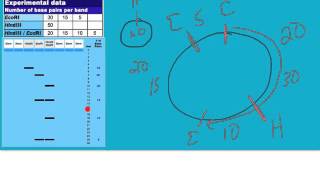 plasmid mapping tutorial [upl. by Zitvaa]