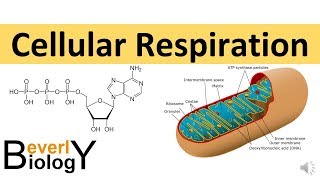 Cellular Respiration in detail [upl. by Marou]