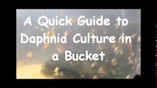 How to culture daphnia outside [upl. by Morgan]