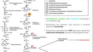 Amino Acid Biosynthesis  Biosynthesis of Chorismate [upl. by Aehtorod]