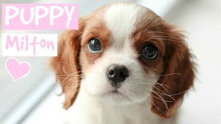 FIRST DAY WITH NEW PUPPY  Cavalier King Charles Spaniel [upl. by Hadley658]