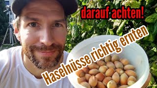 Haselnüsse ernten Haselnusss richtig ernten Haselnussernte darauf unbedingt achten [upl. by Joscelin]