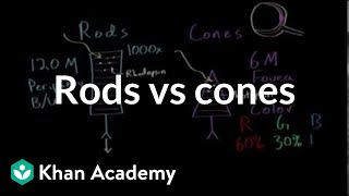 Photoreceptors rods vs cones  Processing the Environment  MCAT  Khan Academy [upl. by Nawk396]