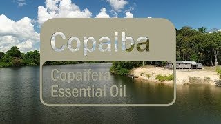 CoImpact Sourcing Copaiba Translated Subtitles [upl. by Domeniga]