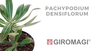 Pachypodium densiflorum [upl. by Llener]