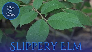 Tree of the Week Slippery Elm [upl. by Aerbma]