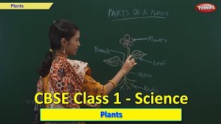 Plants  Class 1 CBSE Science  Science Syllabus Live Videos  Video Training [upl. by Eloken]