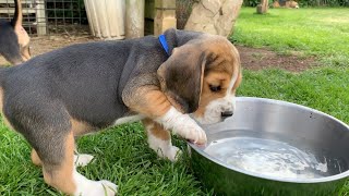 Beagle Puppies Howl and Barks  Cute Compilation [upl. by Ivad]