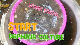 How to culture daphnia moina the easy way 1  Starting the Daphnia culture [upl. by Ocicnarf117]