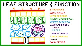 Leaf Structure and Function [upl. by Groot]