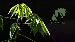 Ceiba pentandra Kapok tree 365 days timelapse  from seed to bonsai [upl. by Viking858]